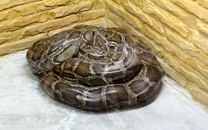 Krajta tmavá, v angličtině nazývaná "Burmese python" (barmská) žila původně pouze v jižní a jihovýchodní Asii, v posledních letech došlo k její nechtěné introdukci i na Floridu. Až do roku 2009 byla považována za poddruh krajty tygrovité, současná taxonomie ji uznává jako samostatný druh.