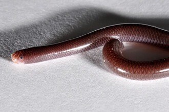 Had slepák patří do skupiny plazů, která se líbí jen málokomu.
