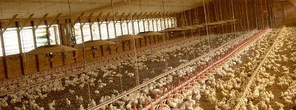 hala kuřat Foto: Livestock &amp; Poultry Environmental Learning Center Flickr
