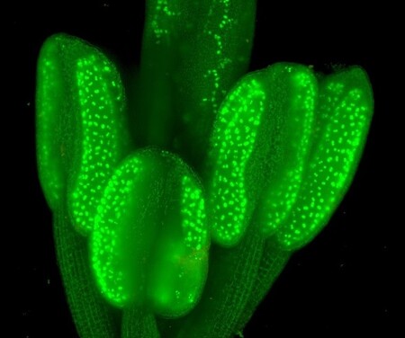 Vědci mohou v reálném čase sledovat buněčné procesy vedoucí k rozmnožování rostlin.