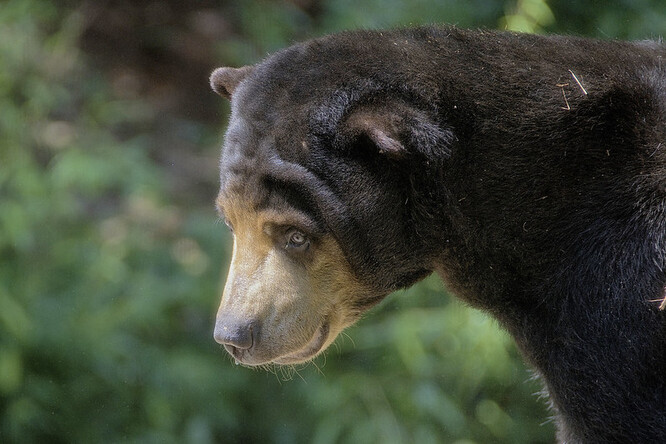 Medvědi malajští patří mezi ohrožené druhy asijské fauny. V přírodě jejich populace rychle klesá zejména z důvodu ničení jejich přirozeného prostředí kácením a vypalováním pralesů, výsadbou palmy olejné, ale také kvůli nelegálnímu lovu.