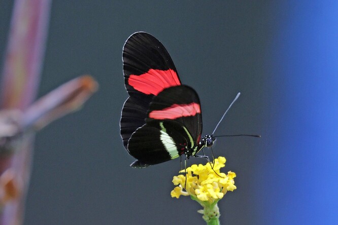"Prokázali jsme, že tito motýli dokážou produkovat látku, kterou vytváří i rostliny, motýli ji ale používají k jinému účelu. Samečkové motýlů ji užívají jako repelent proti svým rivalům, zatímco květiny tou samou látkou lákají motýly kvůli opylení," popsala hlavní autorka vědeckého článku Kathy Darraghová.