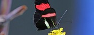 Motýl Heliconius melpomene