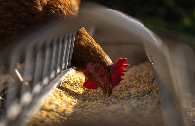 Mendelova univerzita zkoumá, jaký podíl produktů z moučných červů zařadit do krmiva brojlerových kuřat a slepic produkujících konzumní vejce.