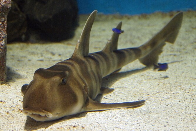 Hlavní atrakcí je různozubec japonský, který patří mezi žraloky.