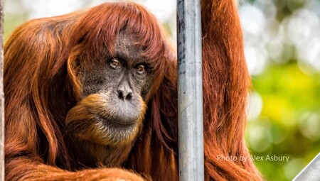 V zoologické zahradě v Perthu na západě Austrálie uhynul nejstarší známý jedinec orangutana sumaterského na světě. Samici Puan (na obrázku) v pondělí ve věku 62 let kvůli problémům spojeným s vysokým stářím uspali. Orangutani jsou kriticky ohroženým druhem. Podle Světového fondu na ochranu přírody (WWF) žije na Sumatře zhruba 14.000 jedinců tohoto druhu.