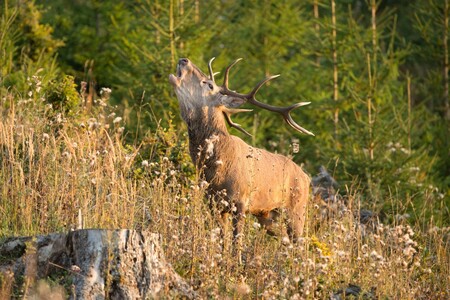 Šumavský národní park uzavře od 10. září na pět týdnů návštěvnické centrum pozorování jelena u Kvildy na Prachaticku. /Ilustrační foto