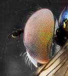 Oko hmyzu