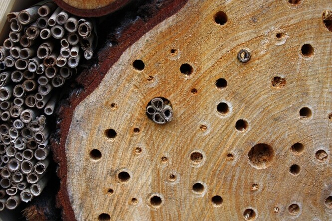 Hmyzí hotel v Pavlově Hmyzí hotel v Pavlově