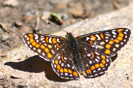 Hnědásek osikový (Euphydryas maturna) Hnědásek osikový (Euphydryas maturna)