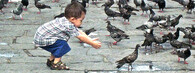 Chlapec s holuby