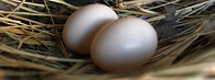 holubí vejce