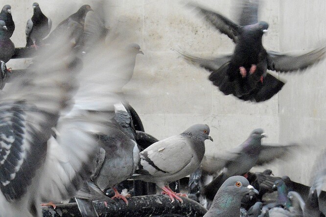 Má smysl zachraňovat holuby?