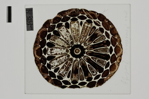 Ukázka z paleontologické sbírky Josepha Hookera