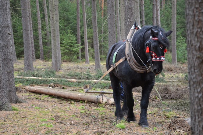 Ministerstvo chce podpořit i využívání šetrnějších způsobů přibližování dřeva, například s využitím koní.