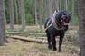 Přibližování dřeva za pomoci koní.