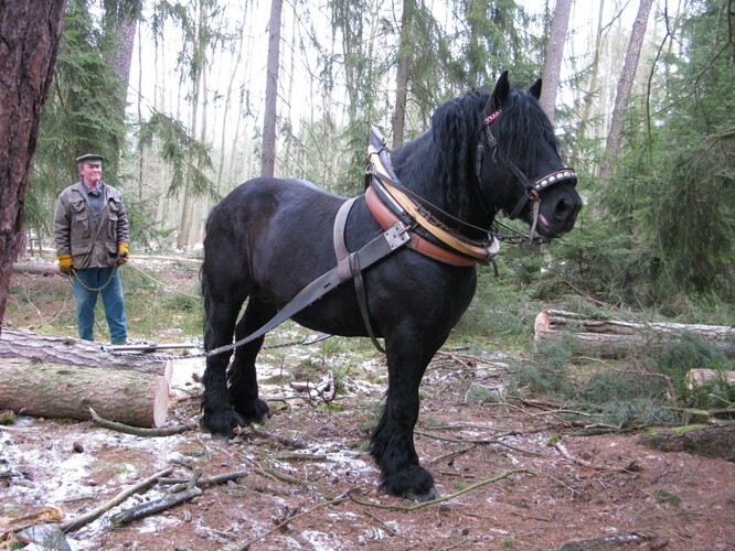 Tažní koně jsou pořád potřeba na práci v lesním terénu, kam se těžko dostává technika, ale je jich tam čím dál méně. Ilustrační foto