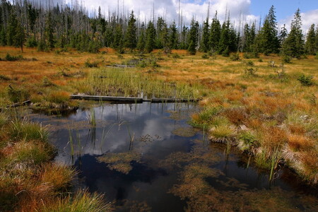 Obnova rašelinišť je jedním z projektů, na němž spolupracují národní parky Bavorský les a Šumava. Do budoucna se chtějí zaměřit například i na data o struktuře lesa nebo na data o výskytu tetřevovitých druhů ptáků