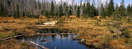 Foto: Iva Bufková NP Šumava Foto: Iva Bufková NP Šumava