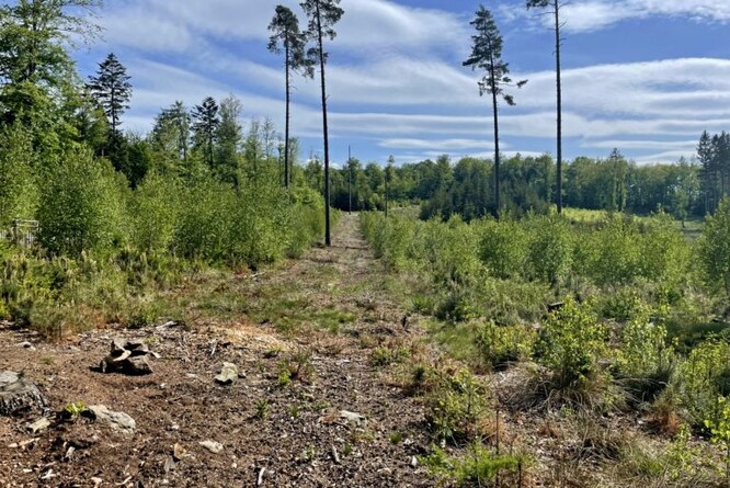 Kalamitní holina s břízou a borovicí. Kalamitní holina s břízou a borovicí.