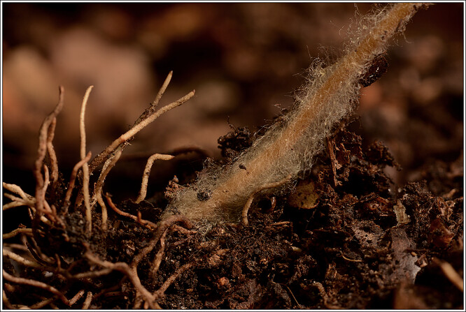 Houbové hyfy a jejich prorůstání ke kořenům rostliny Houbové hyfy a jejich prorůstání ke kořenům rostliny