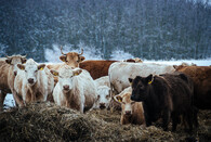 Stádo krav v zimě