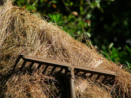 Rizikové seno? Nepoužívat! Ilustrační snímek. Rizikové seno? Nepoužívat! Ilustrační snímek.