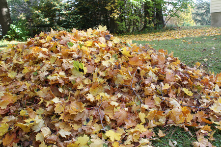 Pečlivě hrabat listí znamená okrádat sám sebe o přírodní hnojivo, které na jaře budete muset do trávníku přidávat uměle.
