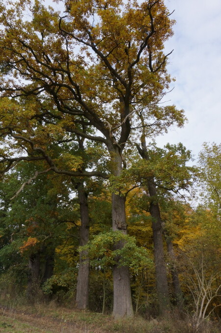 57 památných dubů u Hrotovic na Třebíčsku (na obrázku) odborně ošetří arboristé. Duby jsou staré asi 200 let.