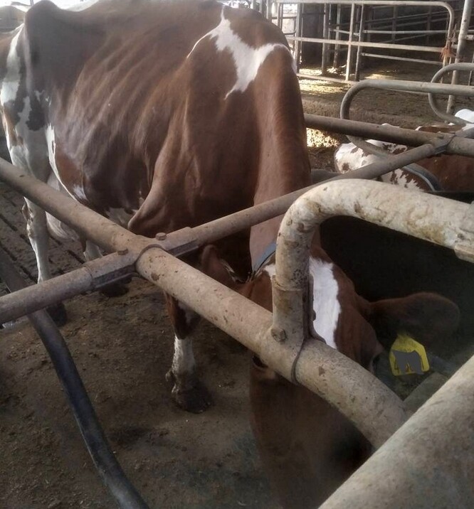 Kráva v kravíně. Kráva v kravíně.