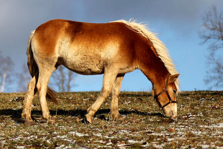 Hucul chovaný v České republice by se mohl stát předkem divokých koní