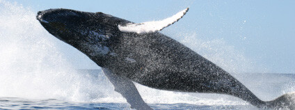 Keporkak (Megaptera novaeangliae)Keporkak (Megaptera novaeangliae) Foto: NOAA Keporkak (Megaptera novaeangliae)Keporkak (Megaptera novaeangliae) Foto: NOAA