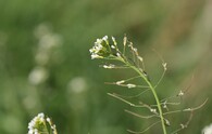 Huseníček rolní (Arabidopsis thaliana)