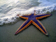mořská hvězdice
