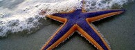 mořská hvězdice