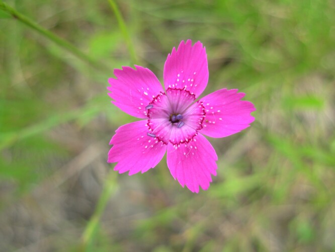 Hvozdík kropenatý Hvozdík kropenatý