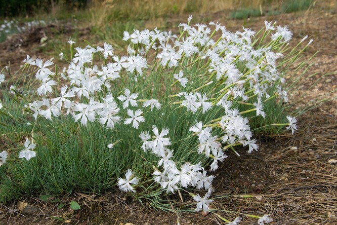 Hvozdík písečný český Hvozdík písečný český