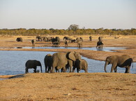 Sloní stádo v přírodní rezervaci Hwange v Zimbabwe