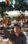 Hydroponicky pěstované jahody