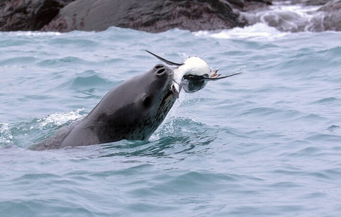Tuleni leopardí jsou známí predátoři, kteří se živí například tučňáky, ale dosud se nevědělo, že loví také žraloky.