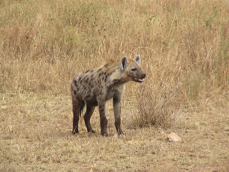 Hyena skvrnitá (Crocuta crocuta) na území Tanzánie.