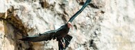 ibis skalní