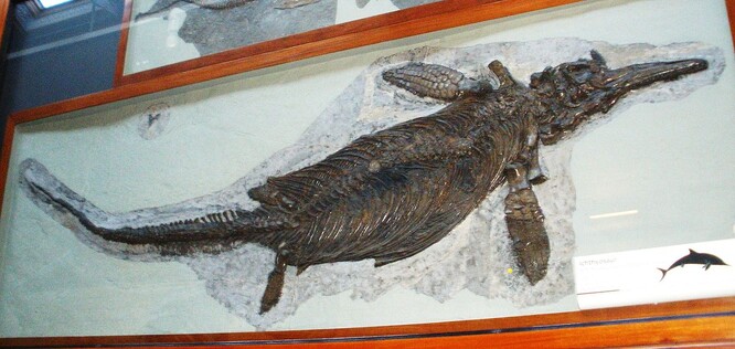 Na Zemi se ichtyosauři poprvé objevili před zhruba 250 miliony let, většina jich vymřela o 50 milionů let později. Před 90 miliony let ale ještě v mořích pluli jejich menší zástupci.