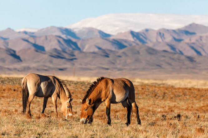 Kazachstán patří k zemím, kde koně Převalského v minulosti žili.