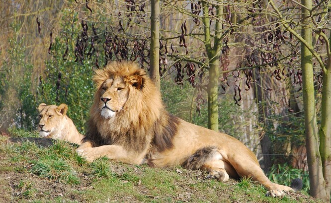 Lev berberský byl nejseverněji žijící africký poddruh lva. Než jej lidé v přírodě vyhubili. Naštěstí poměrně velká a životaschopná populace je v zoologických zahradách. Lvi se v přírodě (i v zoo) množí velice dobře a oplývají nadprodukcí potomstva, které je potom „přírodně regulováno“ – hladem, nemocemi, jinými lvy. Uvádí se, že jeden dospělý lev je výsledkem až 3000 páření.