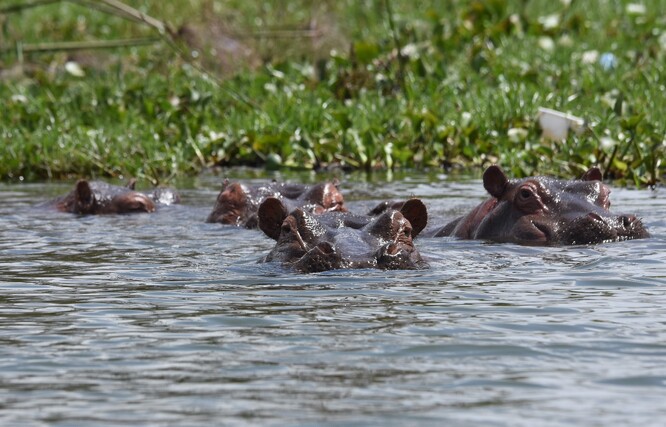 Hroch obojživelný (Hippopotamus amphibius). Zatímco na invazivní hrochy v Jižní Americe jsou lidé schopni obětovat desítky milionů Kč, tak na ochranu hrochů v Africe se za deset let nevybral ani jeden jediný milion.