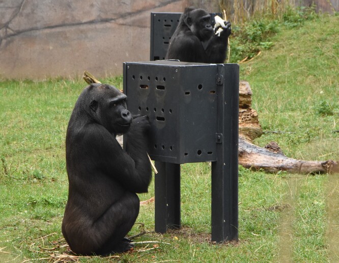 Na potřeby jedince je v zoologických zahradách kladen oprávněně velký důraz. V rámci těchto potřeb je uskutečňováno například obohacování života zvířat, jehož cílem je zabavit zvíře, které v zoo disponuje množstvím volného času. V přírodě by si totiž zvíře muselo náročně obstarávat potravu. Na snímku gorila nížinná  v Zoo Krefeld v Německu.