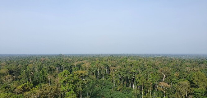 Ghanský prales.