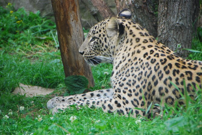 Levhart perský (Panthera pardus saxicolor) je ohroženým poddruhem levharta úspěšně chovaným v zoologických zahradách. Zatímco populace tohoto poddruhu v severoamerických zoo v nedávné době vyhynula, ta evropská vzkvétá a dokonce několik jedinců již bylo z evropských zoo úspěšně vypuštěno do volné přírody.