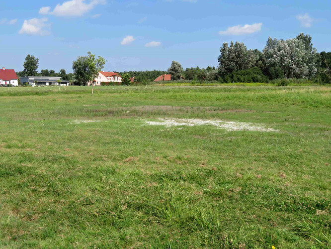 Pozůstatky slanomilné vegetace na Evropsky významné lokalitě Slanisko Novosedly.